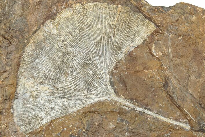 Fossil Ginkgo Leaf From North Dakota - Paleocene #232000